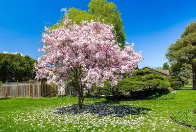 5 Parmbelle Crescent, Toronto, On M3a 3g5