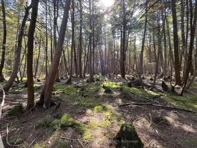 Lot 25 Champlain Road, Tiny, On L9m 0c3