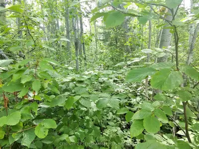Vacant Land in Timiskaming