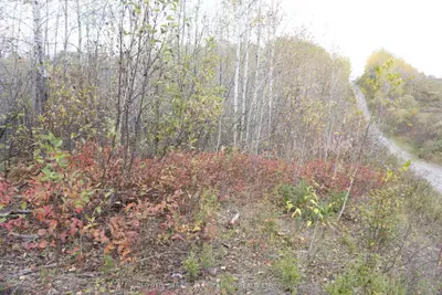 Vacant Land in Englehart