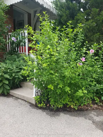 Detached in Toronto