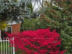 515 Trafford Crescent, Oakville, ON L6L 3T2