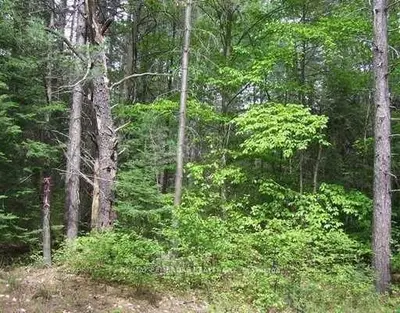 LT 3 FORESTRY Road, Laurentian Hills, ON K0J 1J0