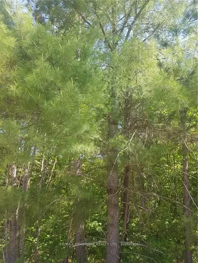 Lot 5 BLACK BAY Road, Petawawa, ON K8H 2E6