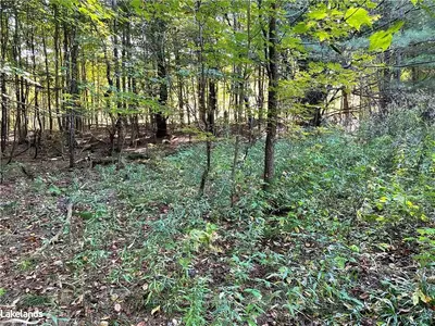 Vacant Land in Muskoka Lakes