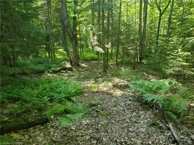 1737 ALSACE Road, Nipissing, ON P0H 1Z0