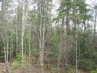 0 Con 9 Lot 2, Papineau-cameron, On, P0h 1v0