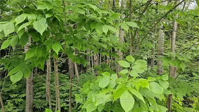 Vacant Land in Northern Bruce Peninsula