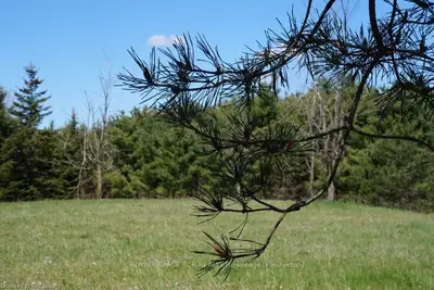 Part Lot 103 Hamilton Lane, Grey Highlands, On N0c 1h0