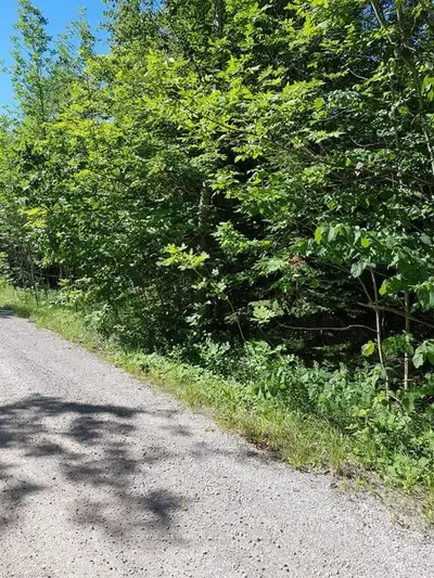 Pt Lot 20 Mckague Road, Northern Bruce Peninsula, On N0h 1w0