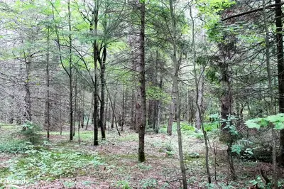 Lot 3 Lone Pine Drive, Huntsville, On P0b 1l0