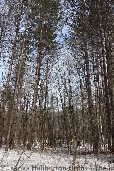 Old Parry Sound Rd, Muskoka Lakes, On, P0b 1l0