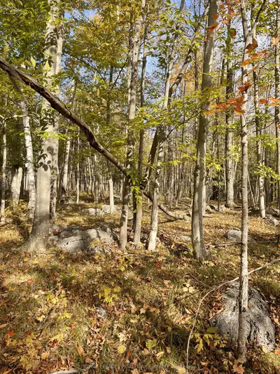 Vacant Land in Tweed