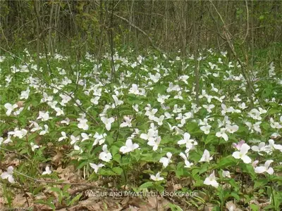 Vacant Land in Greater Napanee