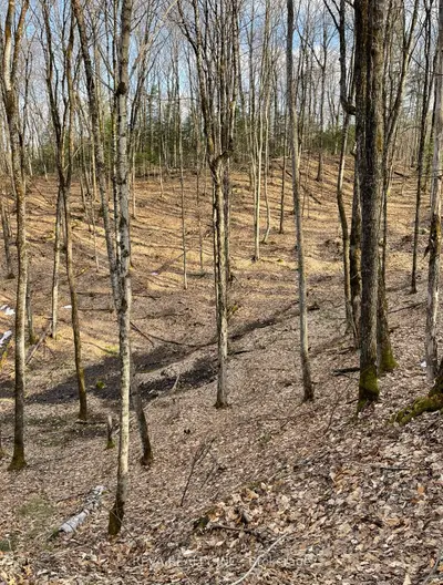 Vacant Land in Bancroft