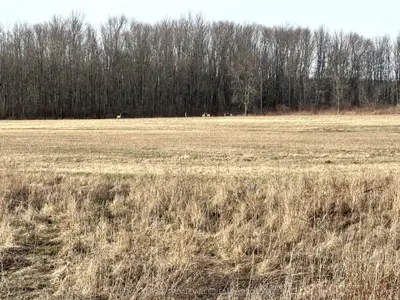 Vacant Land in Loyalist