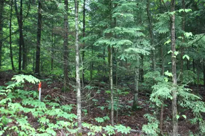 Vacant Land in Bancroft
