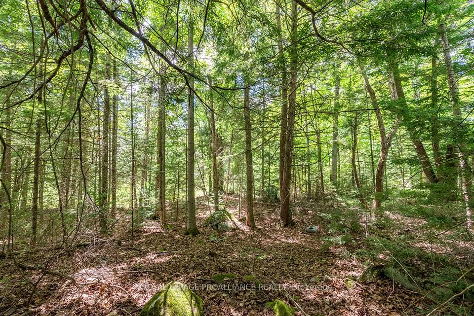 0 Buckshot Lake Road, North Frontenac, ON K0H 2M0