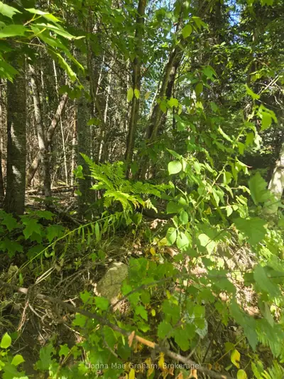 0 E Macduff Road Acres E, Highlands East, On K0l 3c0