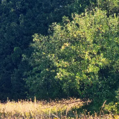 Vacant Land in Manotick - Kars - Rideau Twp and Area