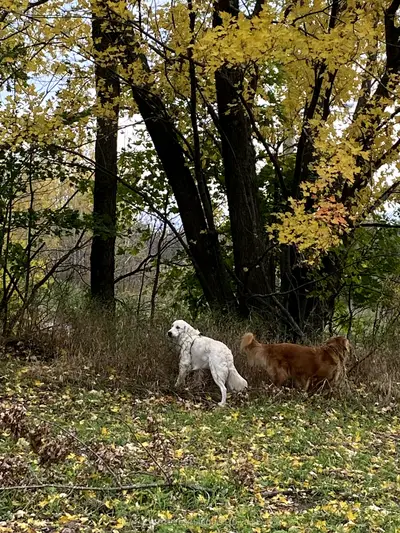Vacant Land in South Glengarry