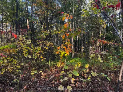 Lot 0 Bellamy Road, Mcnab/braeside, On K0a 3l0