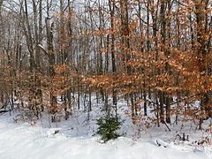 00 Siberia Road, Madawaska Valley, On K0j 1b0