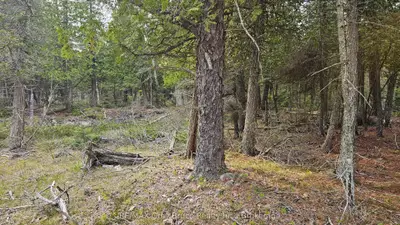 Lt 255 Pedwell Pt. Drive, Northern Bruce Peninsula, On N0h 2r0