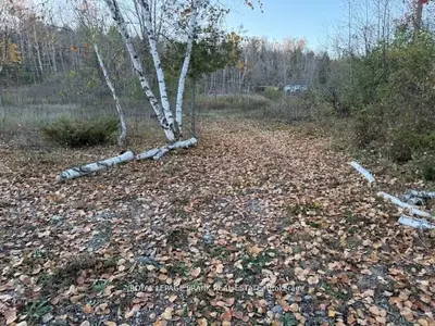 PT LT 20 Fire Route 121, Trent Lakes, ON, K0M 1A0