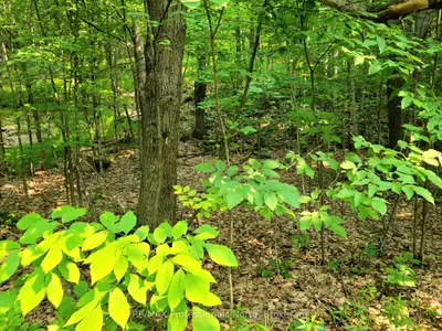 26 Mount Vernon Trail 19, Huntsville, On P1h 1e3