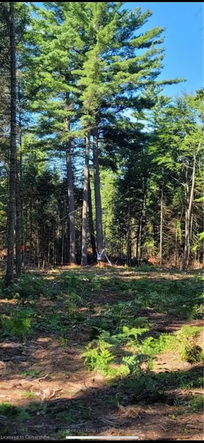 Dwight Beach Road, Lake Of Bays, On, P0a 1h0