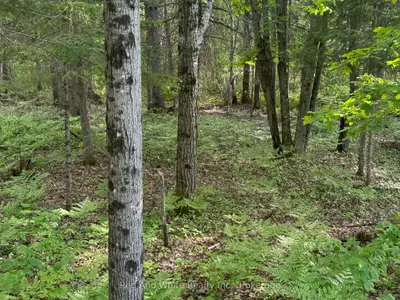 22 Frank Street, Magnetawan, On P0a 1p0