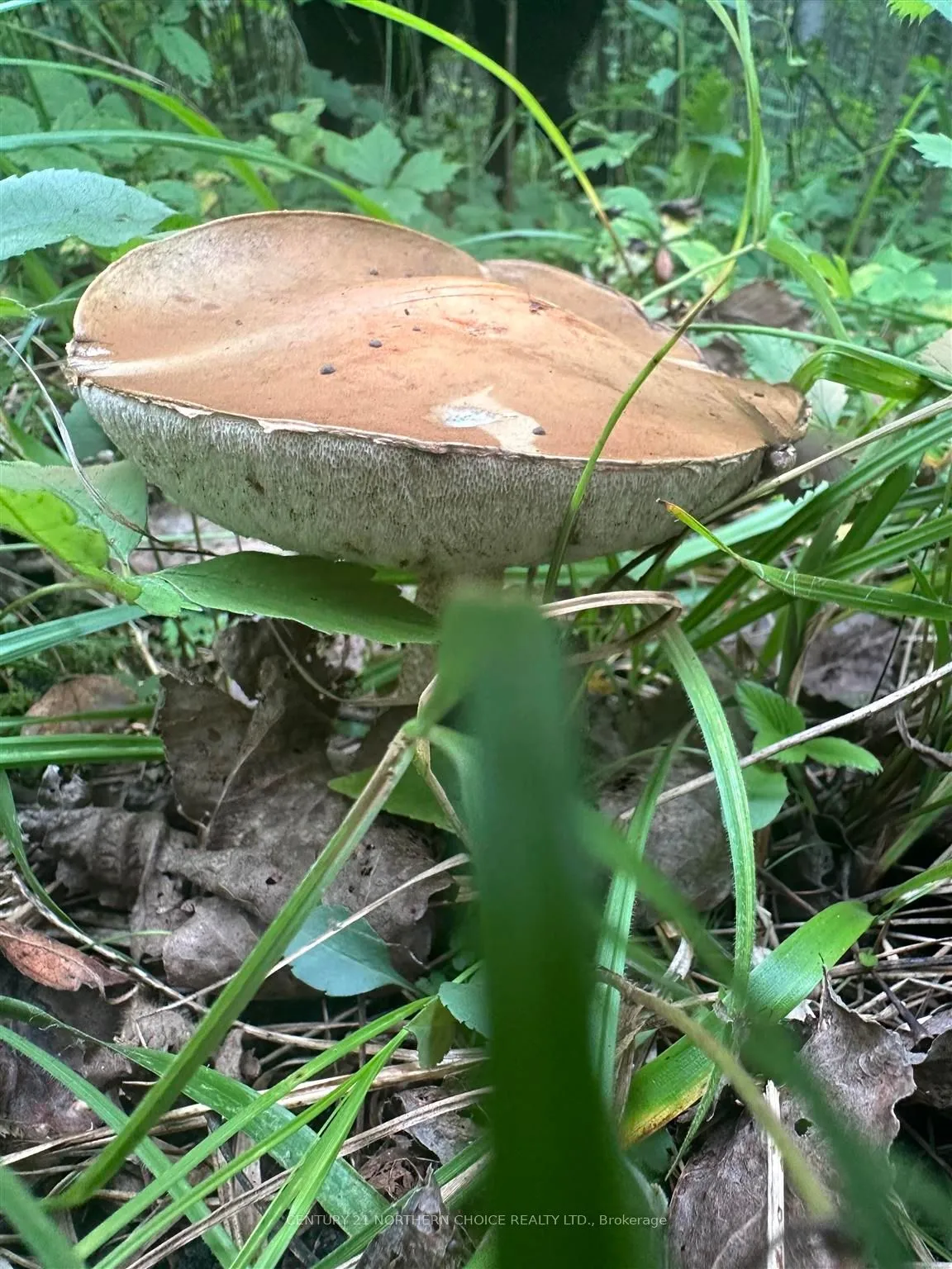 Vacant Land in Rainy River Remote Area