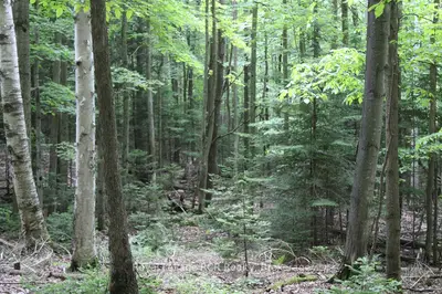 Pt Lt 15 Con 13 Concession 14 Road, Georgian Bluffs, On N0h 1p0