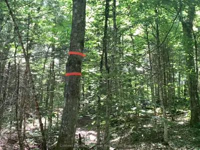 Lot 12 Con 2 Trail, Bracebridge, On, P1l 1x3