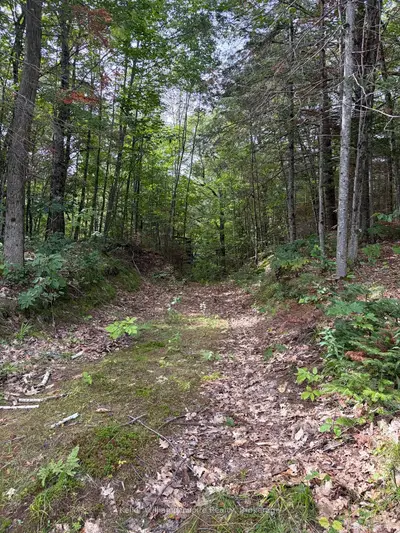 181 Chemaushgon Road, Bancroft, On K0l 1c0