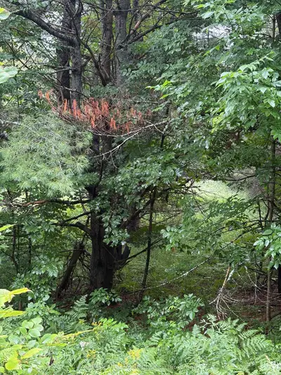 958 North Mary Lake Road, Huntsville, On P1h 1s4