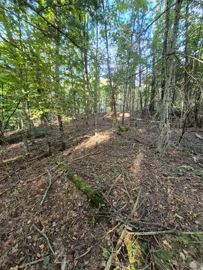 1257 Hamilton Road, Minden Hills, On K0m 2k0