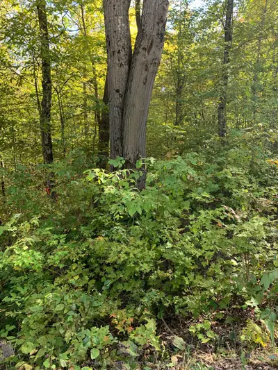 0 Ahmic Lake Road, Magnetawan, On P0a 1p0