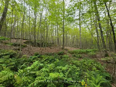 00 Old Track Road, Perry, On P0a 1j0