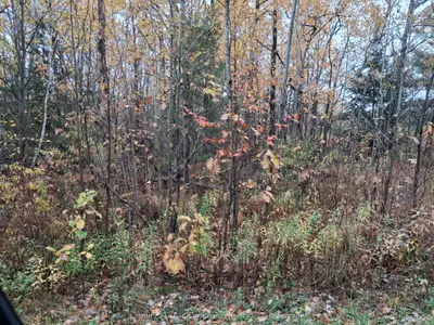 0 Bear Creek Road, Callander, On P0h 1h0