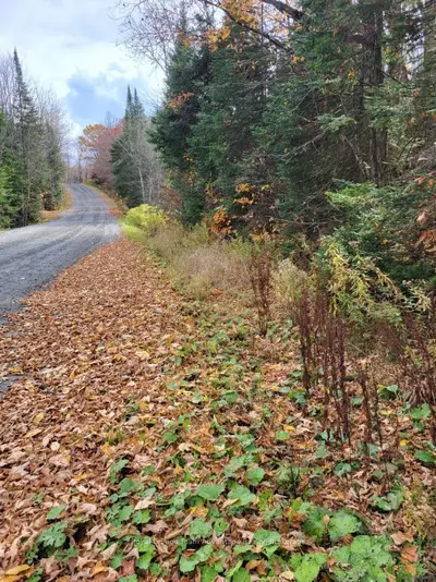 0 Haines Lake Road, Mcdougall, On P2a 0b3