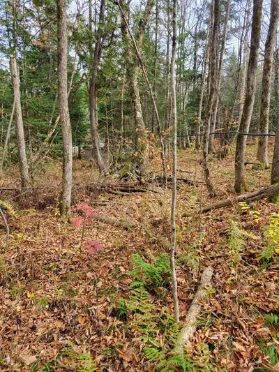0 Haines Lake Road, Mcdougall, On P2a 0b3