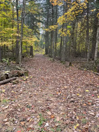 0 Little Silver Lake Road, Trent Lakes, On K0m 1a0