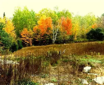 Lot 25, Trent Lakes, On, K0m 1a0