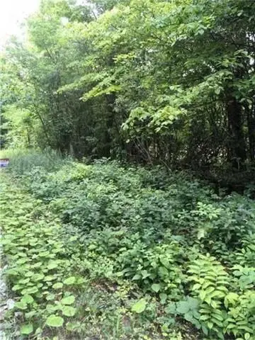 Pigeon Creek Road, Kawartha Lakes, On, L0b 1k0