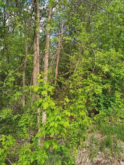 Musclow/greenview Road, Hastings Highlands, On, K0l 1c0