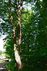 Lot 94 Mikolla Court, Marmora And Lake, On K0k 2m0