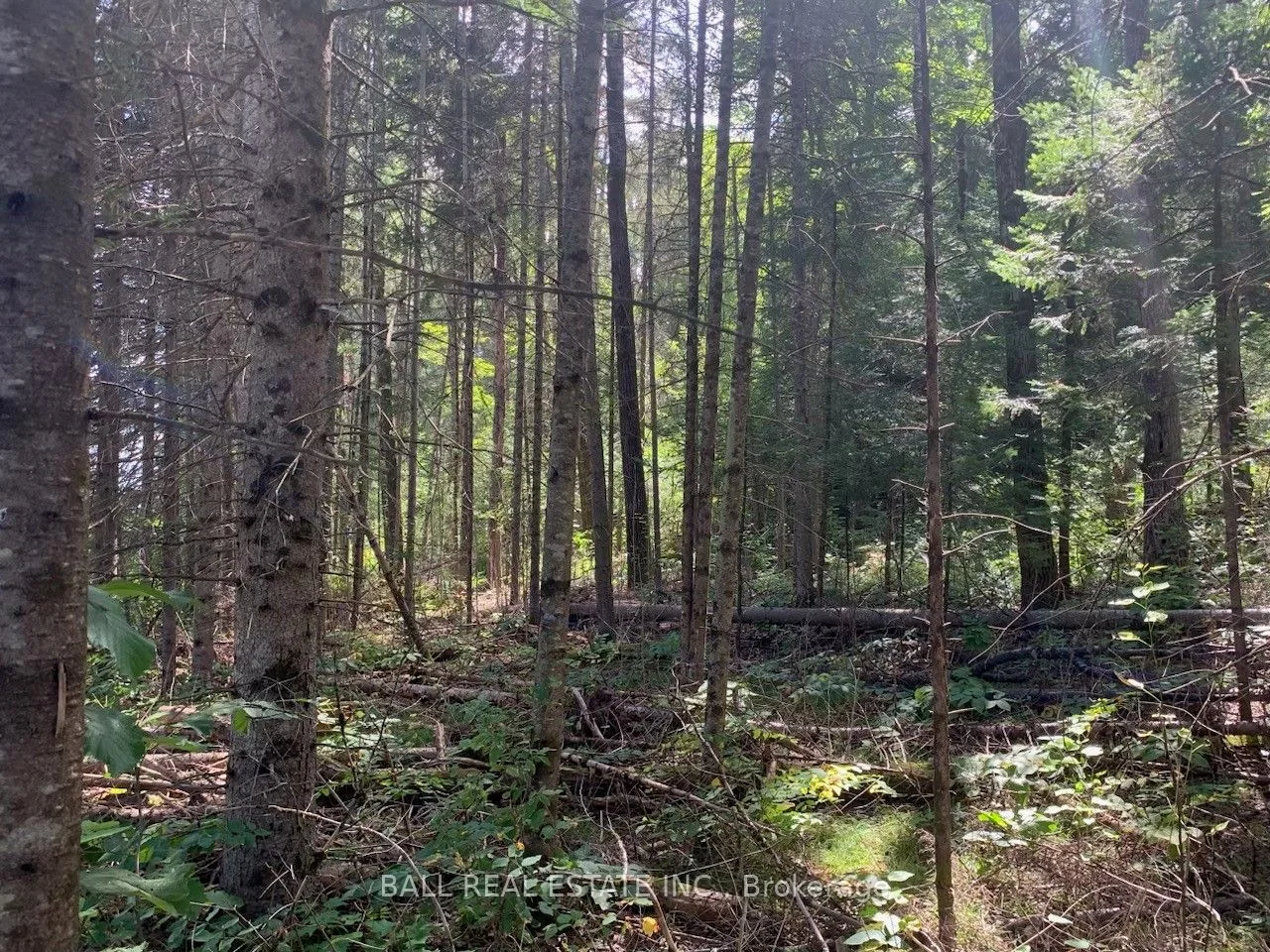 Lot 29 Highway 62 W, Hastings Highlands, ON K0L 1C0