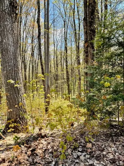 534 Black River Road, Kawartha Lakes, On K0k 1w0